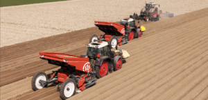 מזרעות תפוחי אדמה